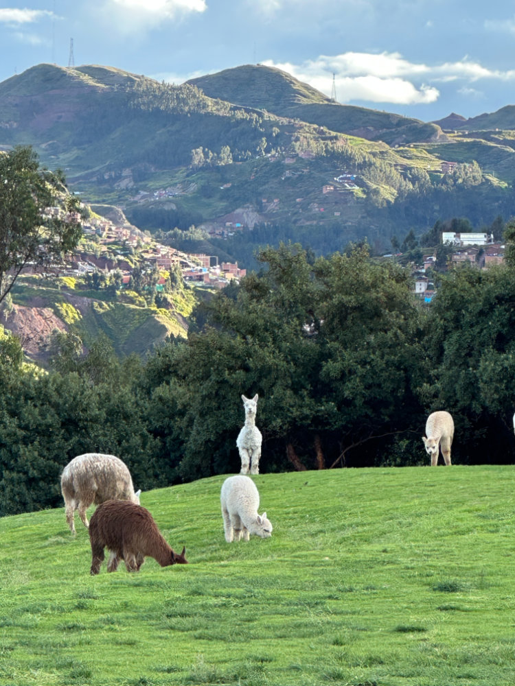 Sacsayhuaman: Close-up of friendly llamas and alpacas at the archaeological site