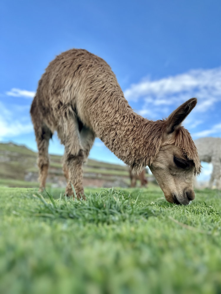 Sacsayhuaman: Llamas and alpacas grazing on the terraces with Cusco in the background