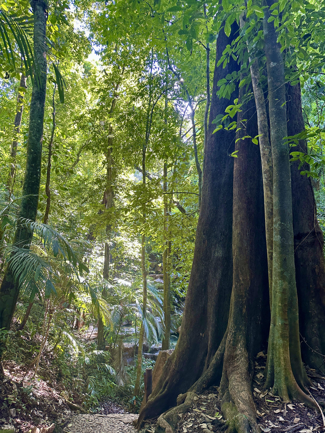 Large tree along jungle trail at Palenque archaeological site